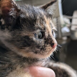 生後１か月半☆個性的な可愛さです