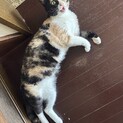 とっても甘え上手な三毛猫