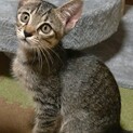 2ヶ月のキジトラ子猫♀和歌山県