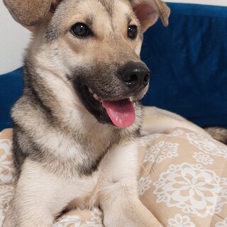 焼き芋大好き梅子ちゃん