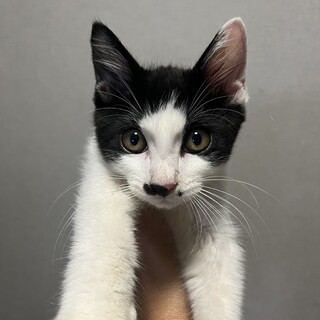 黒白子猫⭐︎2ヶ月⭐︎ポトフくん⭐︎男の子