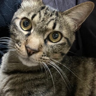 甘えん坊のキジトラ♂