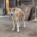 温厚で優しい、秋田犬の男の子です。