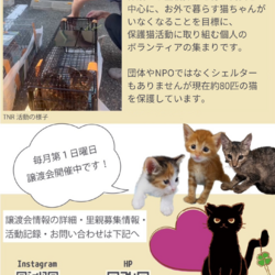 西宮保護ねこ かぎしっぽ第6回主催譲渡会 サムネイル2