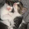 寝る時はいつも、くっついて寝ています。