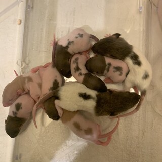 一旦募集停止しています。ファンシーラット ベビー