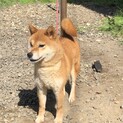 柴犬の女の子3歳4ヶ月