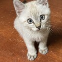 子猫　シャムミックス　男の子