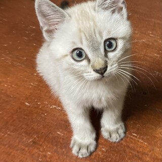 子猫　シャムミックス　男の子