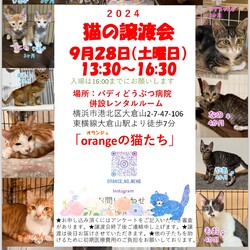 orangeの猫たちの譲渡会IN横浜大倉山