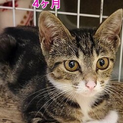 orangeの猫たちの譲渡会IN横浜大倉山 サムネイル3