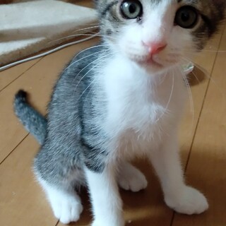 美少年！キジ白のソックスくん