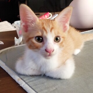 癒し系キャラの茶白くん