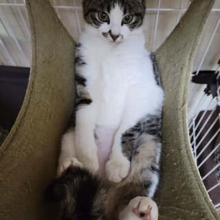 甘えん坊★あさりちゃん