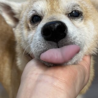 柴犬　フランちゃん　3歳