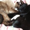 ヨッコママ