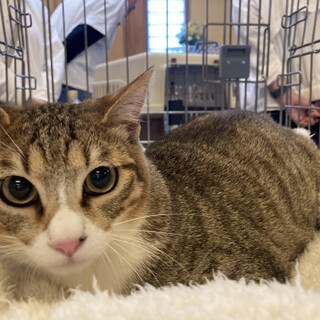 肉球がアポロチョコみたいな「あおいくん」