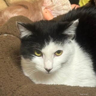 食いしん坊ガール★エルサちゃん