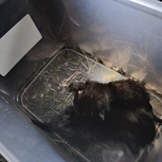 庭に捨てられてた子達に愛情を教えてあげて下さい