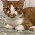 茶白のおとなしい　きなこちゃん