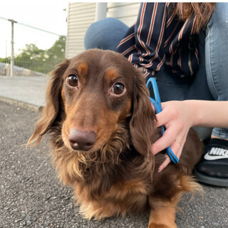 カッコいいミニチュアダックス