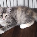 ノルウェージャンフォレストキャット 子猫 ♀