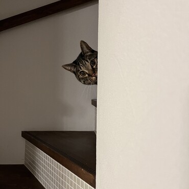 の写真
