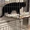 シルクの様なブラック。クリクリお目目コハク君 サムネイル2