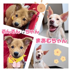 わんにゃんフェスティバル　お見合い会＆チャリティーグッズ販売 サムネイル2