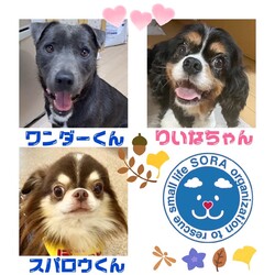 わんにゃんフェスティバル　お見合い会＆チャリティーグッズ販売 サムネイル3