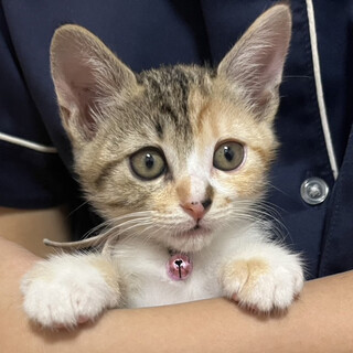 募集停止可愛いお顔キジ白三毛縞女子❤️さりな