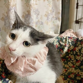 なでなで大好きゴロゴロちゃん♡さつき