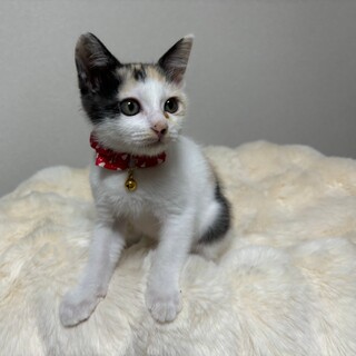 愛らしい甘えっ子・仁湖(にこ)ちゃん