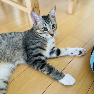甘えん坊のポポくん