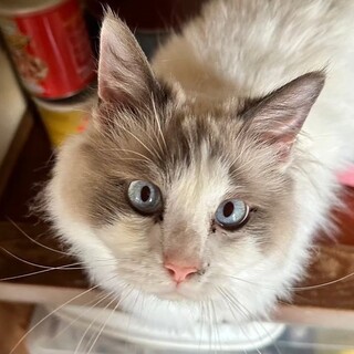 人懐っこい⭐︎もふもふなつくん