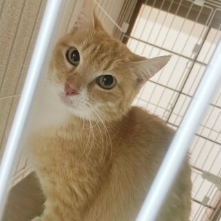 綺麗な茶白、マイコちゃん