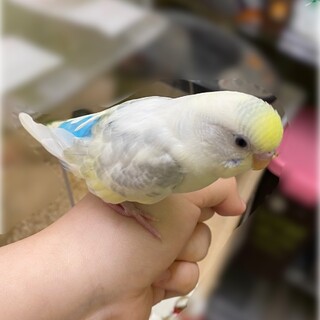 PBFD陽性、セキセイインコ