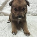 生後1.5か月中型犬仔犬　女の子