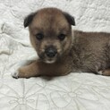 生後1.5か月中型犬仔犬　男の子