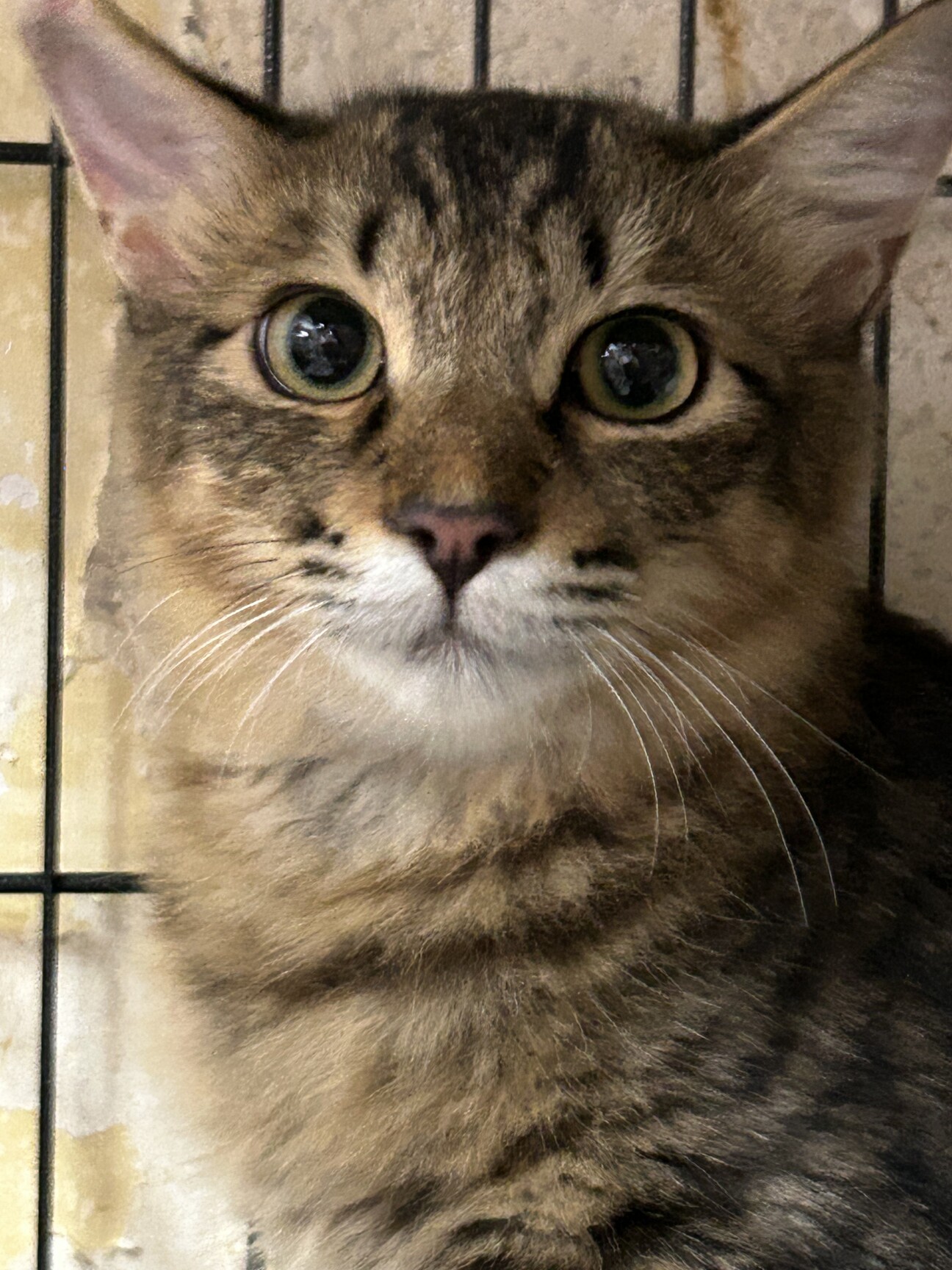 とらねこページ 8116srNN8aL._UF350,350_QL50_.jpg