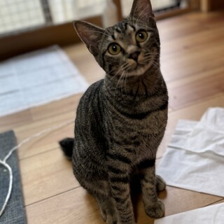 超甘えん坊キジトラ女子