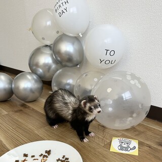 フェレットの里親募集