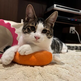 お膝の上はボクのベットです！甘々男子パインくん  