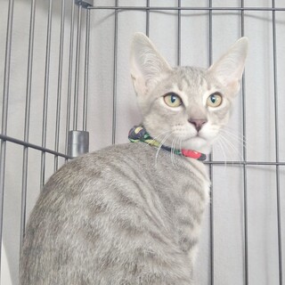 ★里親様決定!★少し慎重派のイケメン❤シナモン