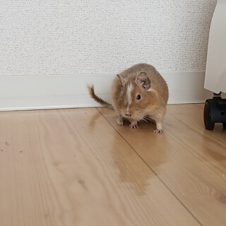 デグー　おっとり男の子