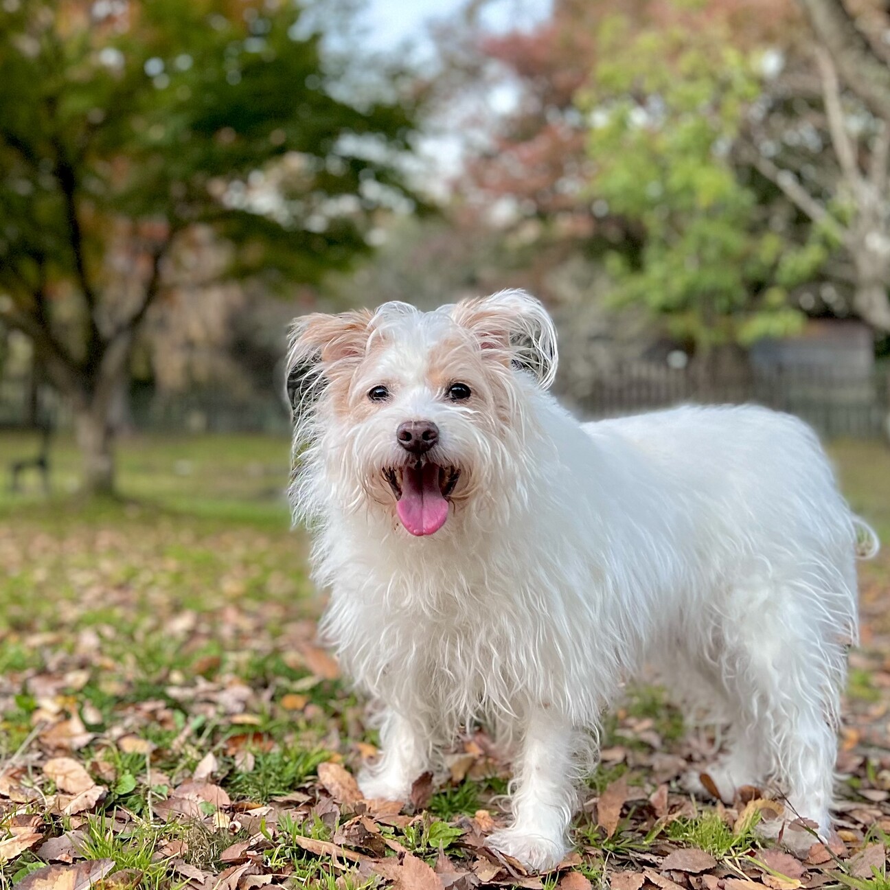 未使用タグ付 現行品 ファミリア 白襟 テリア犬 ドッキングワンピース 120 現行品、定価30,250円】ファミリア 130 白襟 ドッキングワンピース
