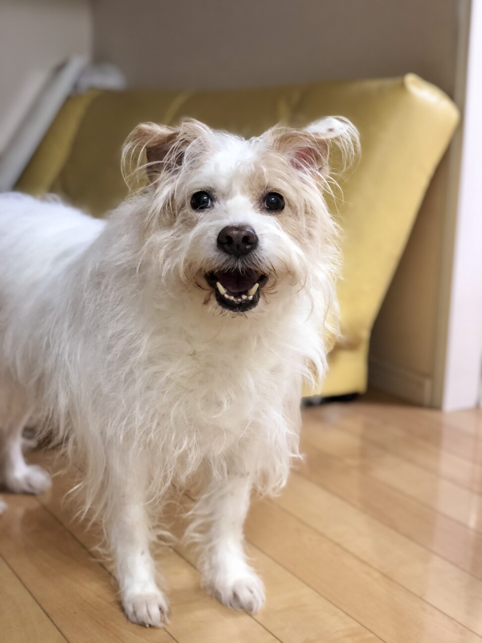 未使用タグ付 現行品 ファミリア 白襟 テリア犬 ドッキングワンピース 120 ワンダーパーク ライムグリーン] ジャックラッセルテリア
