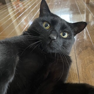 人も猫も大好きな黒ねこの男の子