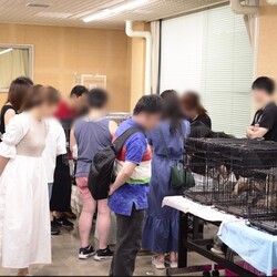 猫の譲渡会　名古屋市 サムネイル2