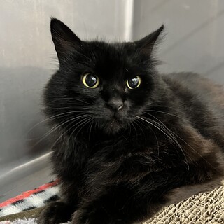 美猫さん長毛のおっとり控え目な子です